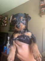 Yorkshire Terrier Puppies for sale in Billings, MT, MT, USA. price: NA