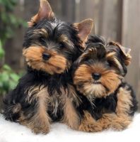 Yorkshire Terrier Puppies for sale in Santa Fe, NM, USA. price: NA