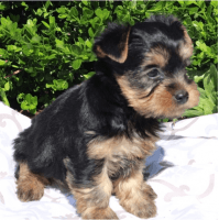 Yorkshire Terrier Puppies for sale in Merced, CA, USA. price: NA