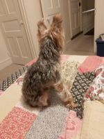 Yorkshire Terrier Puppies for sale in Chester County, PA, USA. price: NA