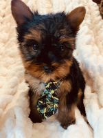 Yorkshire Terrier Puppies for sale in 417 5th Ave N, Fargo, ND 58102, USA. price: NA
