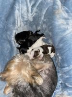 Yorkshire Terrier Puppies for sale in 3044 Kentucky Ct, East Point, GA 30344, USA. price: NA