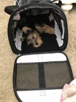 Yorkshire Terrier Puppies for sale in Westland, MI, USA. price: NA