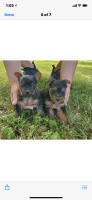 Yorkshire Terrier Puppies for sale in Batesville, IN 47006, USA. price: NA