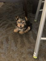 Yorkshire Terrier Puppies for sale in Cherry Hill, NJ, USA. price: NA