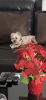Yorkshire Terrier Puppies for sale in Canton, MI 48187, USA. price: NA