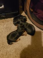 Yorkshire Terrier Puppies for sale in Union City, GA, USA. price: NA