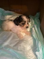 Yorkshire Terrier Puppies for sale in Salem, OR, USA. price: NA