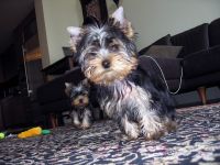Yorkshire Terrier Puppies for sale in 900 N 19th St, Philadelphia, PA 19130, USA. price: NA