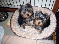 Yorkshire Terrier Puppies for sale in 900 N 19th St, Philadelphia, PA 19130, USA. price: NA