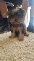 Yorkshire Terrier Puppies for sale in 1411 Emery St W, Salt Lake City, UT 84104, USA. price: NA