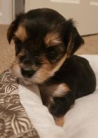 Yorkshire Terrier Puppies for sale in Berlin, NJ 08009, USA. price: NA