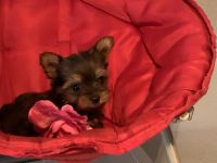 Yorkshire Terrier Puppies for sale in Lucerne Valley, CA 92356, USA. price: NA