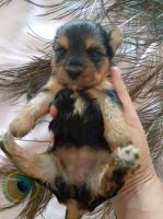 Yorkshire Terrier Puppies for sale in Salem, MA, USA. price: NA