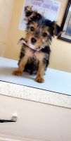 Yorkshire Terrier Puppies for sale in Hartsville, SC 29550, USA. price: NA
