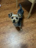 Yorkshire Terrier Puppies for sale in Rincon, GA 31326, USA. price: NA
