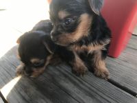Yorkshire Terrier Puppies for sale in North Apollo, PA, USA. price: NA