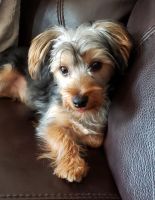 Yorkshire Terrier Puppies for sale in Mt Carmel, PA 17851, USA. price: NA