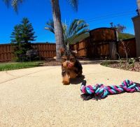 Yorkshire Terrier Puppies for sale in Kent, WA, USA. price: NA
