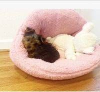Yorkshire Terrier Puppies for sale in Northwest Plaza, MO 63074, USA. price: NA