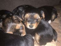 Yorkshire Terrier Puppies for sale in El Mirage, AZ, USA. price: NA