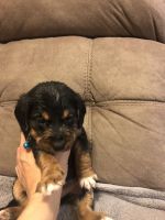 Yorkshire Terrier Puppies for sale in Hiram, GA, USA. price: NA