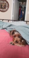 Yorkshire Terrier Puppies for sale in Valrico, FL, USA. price: NA