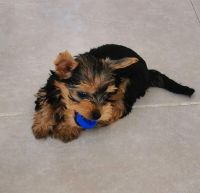 Yorkshire Terrier Puppies for sale in 33010 Dever Conner Rd NE, Albany, OR 97321, USA. price: NA