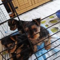 Yorkshire Terrier Puppies for sale in California City, CA, USA. price: NA