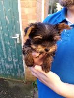 Yorkshire Terrier Puppies for sale in Pensacola, FL, USA. price: NA