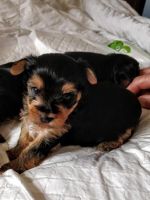 Yorkshire Terrier Puppies for sale in Kingsport, TN 37664, USA. price: NA