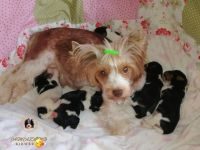 Yorkshire Terrier Puppies for sale in Newark International Airport St, Newark, NJ 07114, USA. price: NA