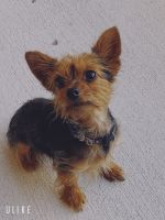 Yorkshire Terrier Puppies for sale in 13411 Briar Forest Dr Apt.1066, Houston, TX 77077, USA. price: NA