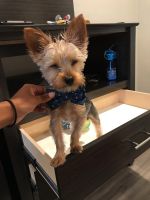 Yorkshire Terrier Puppies for sale in Vallejo, CA 94591, USA. price: NA