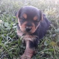 Yorkshire Terrier Puppies for sale in Troy, MI, USA. price: NA