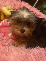 Yorkshire Terrier Puppies for sale in Milwaukee, WI, USA. price: NA