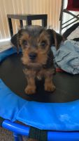 Yorkshire Terrier Puppies for sale in Towson, MD, USA. price: NA