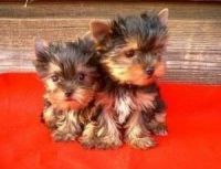 Yorkshire Terrier Puppies for sale in Clearwater, FL 33755, USA. price: NA