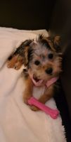 Yorkshire Terrier Puppies for sale in Phoenix, AZ 85054, USA. price: NA