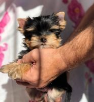 Yorkshire Terrier Puppies for sale in Nashville, TN, USA. price: NA
