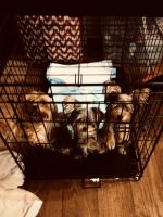 Yorkshire Terrier Puppies for sale in Benicia, CA, USA. price: NA