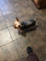 Yorkshire Terrier Puppies for sale in East Chicago, IN, USA. price: NA