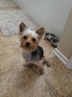 Yorkshire Terrier Puppies for sale in Beaumont, CA 92223, USA. price: NA
