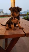 Yorkshire Terrier Puppies for sale in Tri-Cities, WA, USA. price: NA