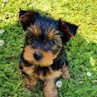 Yorkshire Terrier Puppies for sale in Canada, KY 41519, USA. price: NA