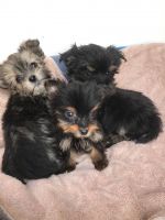 Yorkshire Terrier Puppies for sale in Chastain Park, Atlanta, GA, USA. price: NA