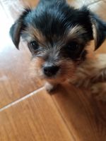 Yorkshire Terrier Puppies for sale in Norco, CA, USA. price: NA