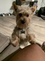 Yorkshire Terrier Puppies for sale in Southfield, MI, USA. price: NA