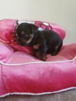 Yorkshire Terrier Puppies for sale in Two Rivers, WI 54241, USA. price: NA