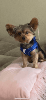 Yorkshire Terrier Puppies for sale in Richmond, TX 77407, USA. price: NA